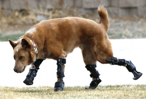 Naki'o, a mixed-breed dog with four prosthetic devices, goes for a run in Colorado Springs April 12, 2013. Naki'o lost all four feet to frostbite when he was abandoned as a puppy in a foreclosed home. Picture taken April 12, 2013. REUTERS/Rick Wilking (UNITED STATES - Tags: SOCIETY ANIMALS HEALTH TPX IMAGES OF THE DAY)