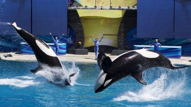 SeaWorld closing its famous Orca show