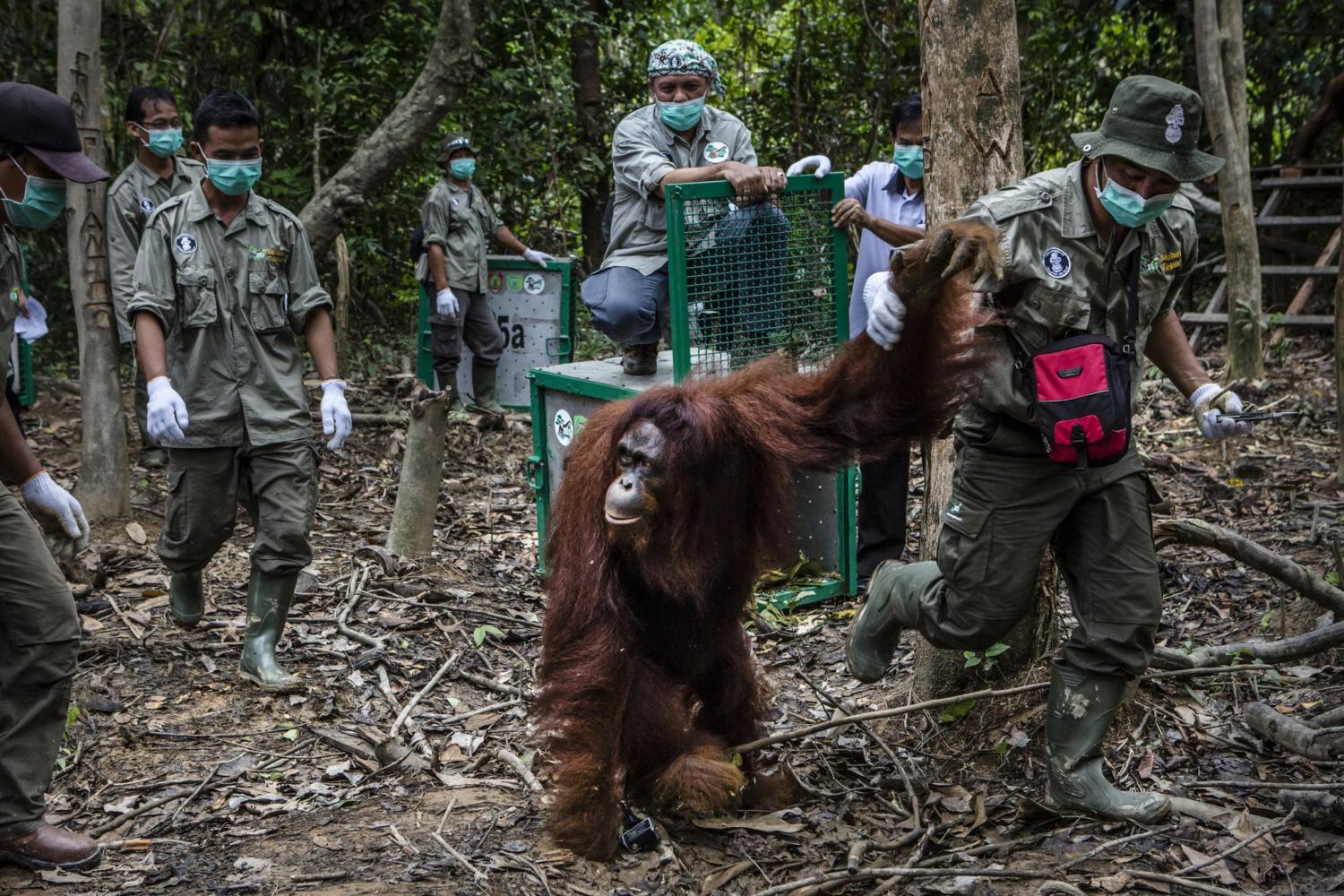 Refuge for Orangutans