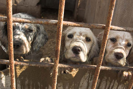 California Fights The Puppy Mill Industry