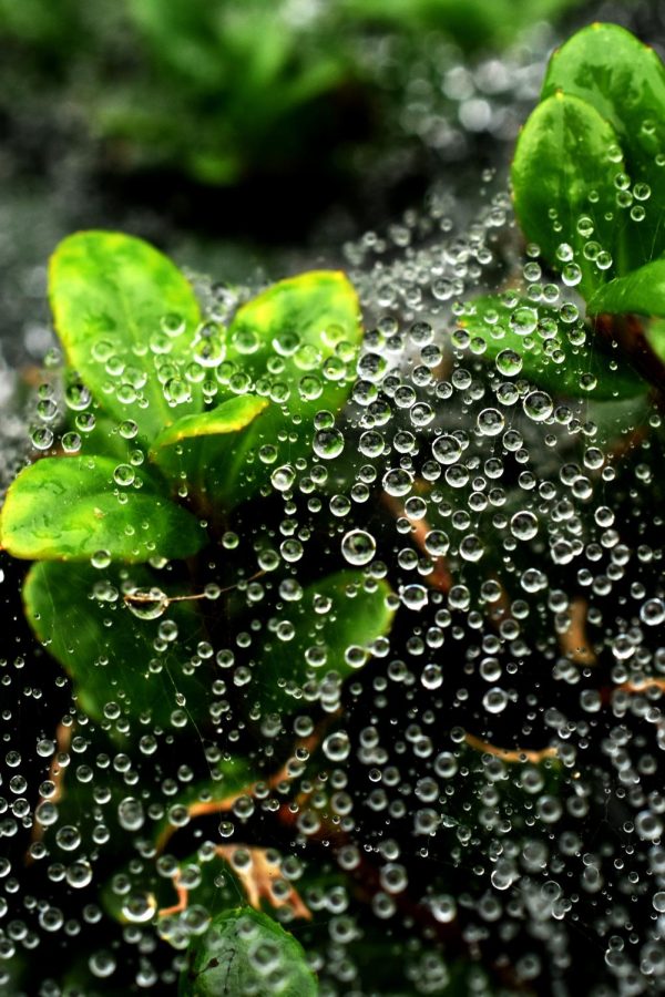 Droplets of Life by Emily Fitzgerald