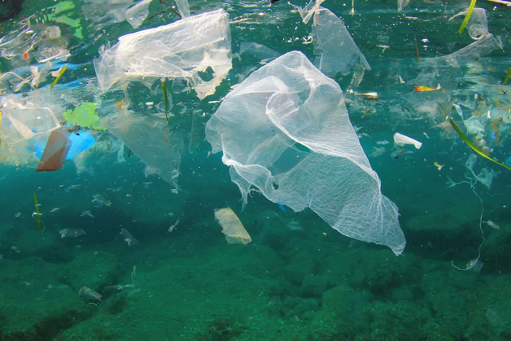 Should Plastic Bags Be Banned?
